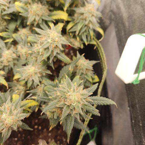 OG18 growlog timeline photo