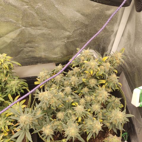 OG18 growlog timeline photo