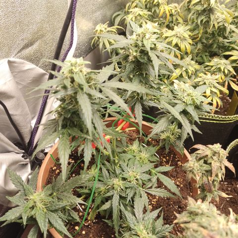 Apple Fritter Automatic growlog timeline photo