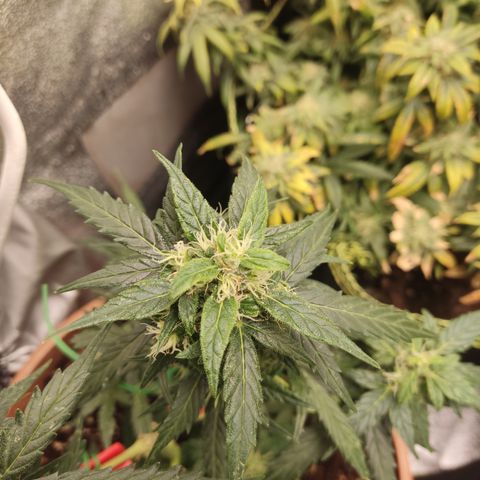Apple Fritter Automatic growlog timeline photo