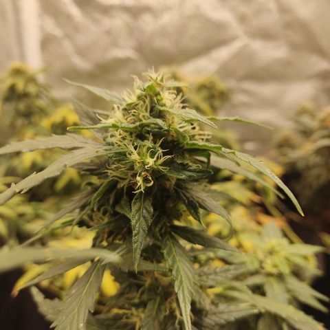 Apple Fritter Automatic growlog timeline photo