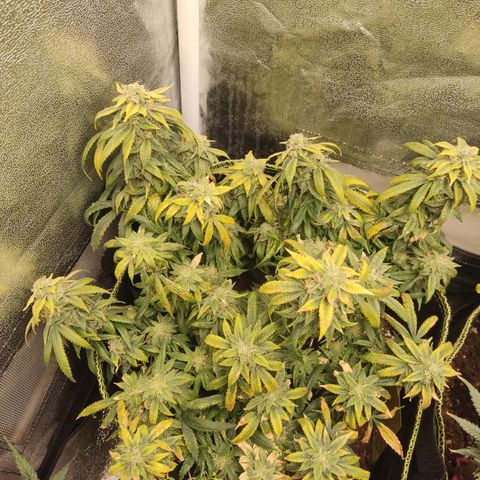 Big Bud growlog timeline photo