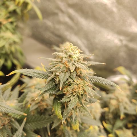 OG18 growlog timeline photo