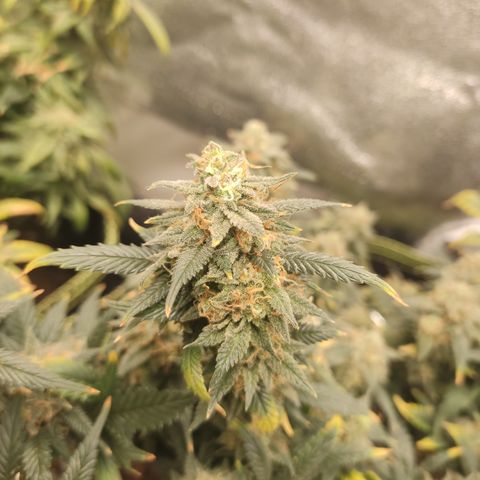 OG18 growlog timeline photo