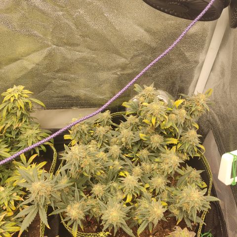 OG18 growlog timeline photo