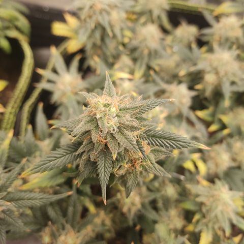OG18 growlog timeline photo