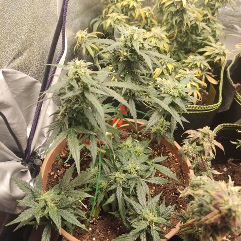 Apple Fritter Automatic growlog timeline photo