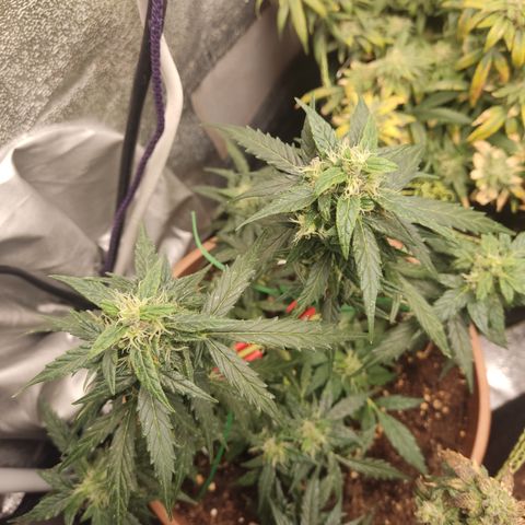 Apple Fritter Automatic growlog timeline photo