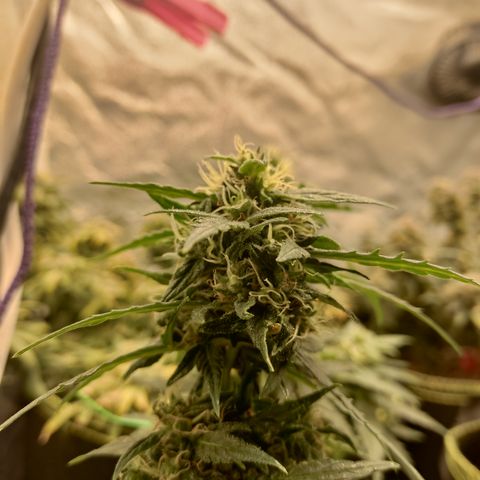 Apple Fritter Automatic growlog timeline photo