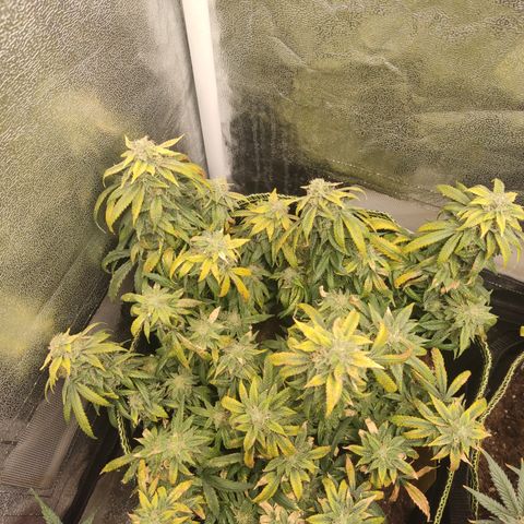 Big Bud growlog timeline photo