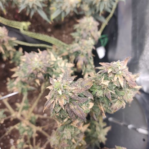 Watermelon Candy growlog timeline photo