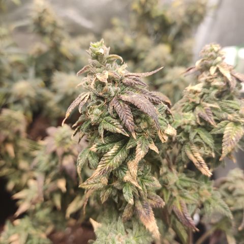 Watermelon Candy growlog timeline photo