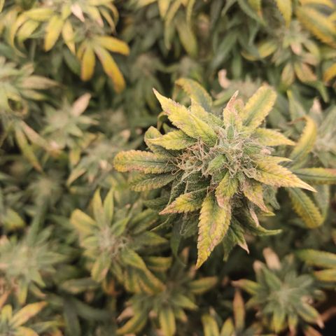 Big Bud growlog timeline photo