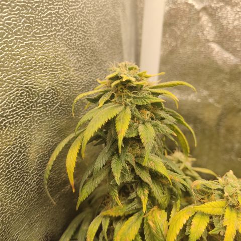 Big Bud growlog timeline photo