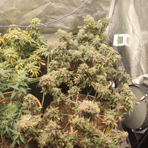 Watermelon Candy growlog timeline photo