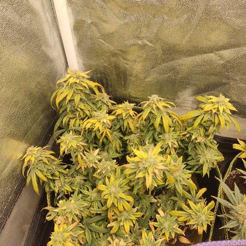 Big Bud growlog timeline photo