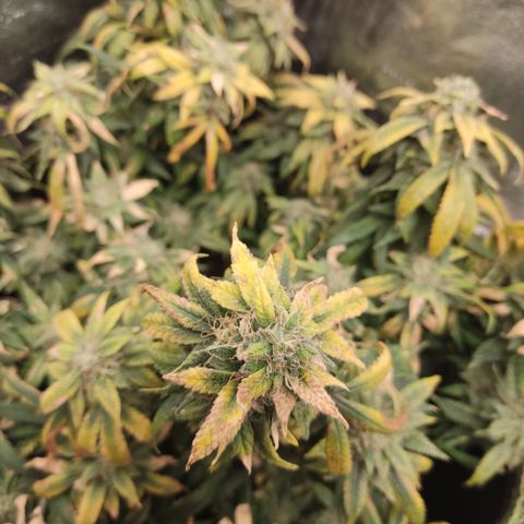Big Bud growlog timeline photo