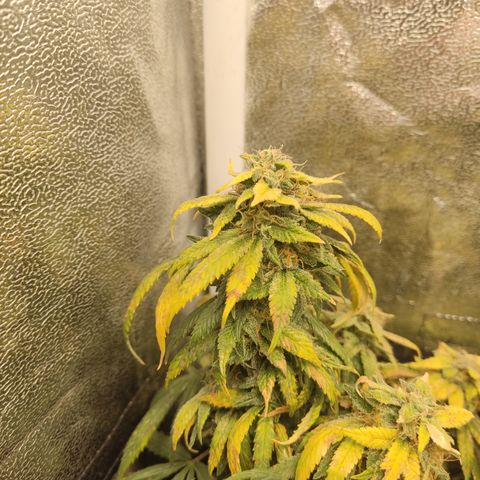 Big Bud growlog timeline photo