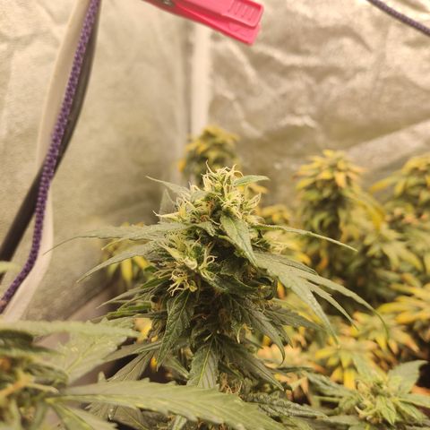 Apple Fritter Automatic growlog timeline photo