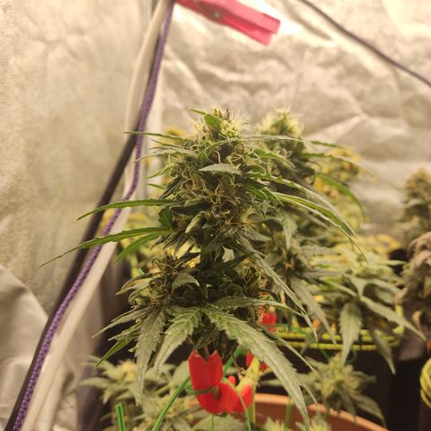 Apple Fritter Automatic growlog timeline photo