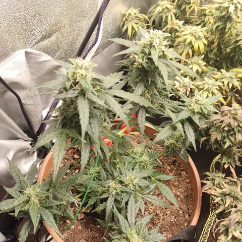 Apple Fritter Automatic growlog timeline photo