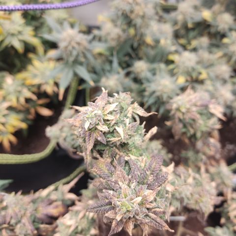 Watermelon Candy growlog timeline photo