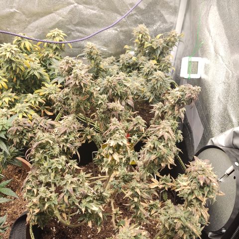 Watermelon Candy growlog timeline photo