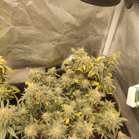 OG18 growlog timeline photo