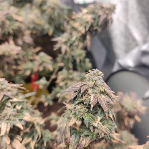 Watermelon Candy growlog timeline photo