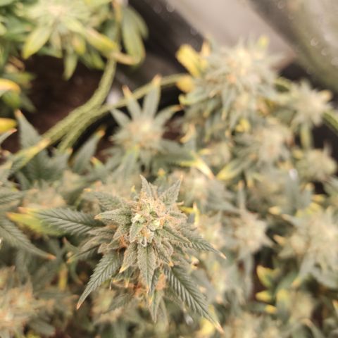 OG18 growlog timeline photo