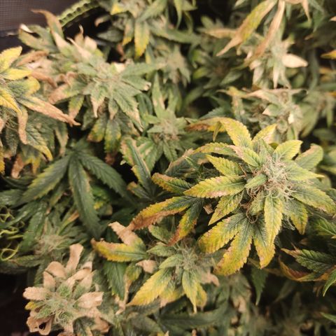 Big Bud growlog timeline photo