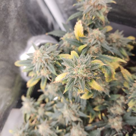 OG18 growlog timeline photo