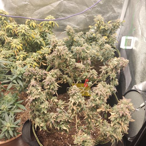 Watermelon Candy growlog timeline photo