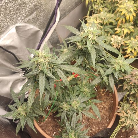 Apple Fritter Automatic growlog timeline photo