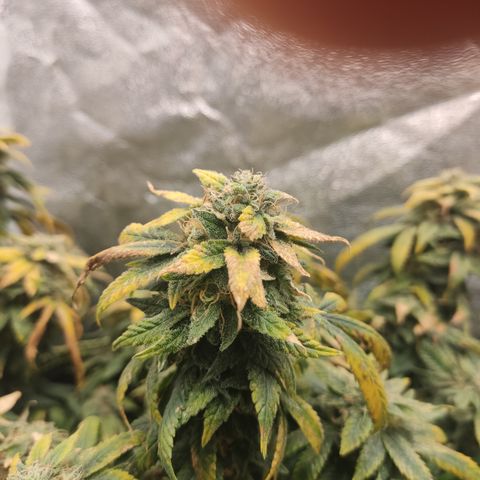 Big Bud growlog timeline photo