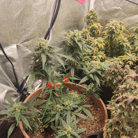 Apple Fritter Automatic growlog timeline photo