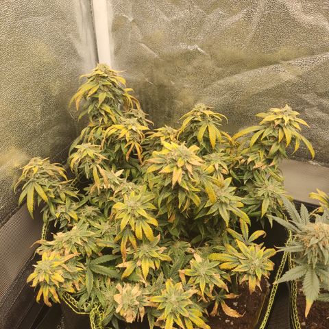 Big Bud growlog timeline photo
