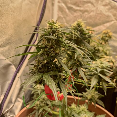 Apple Fritter Automatic growlog timeline photo