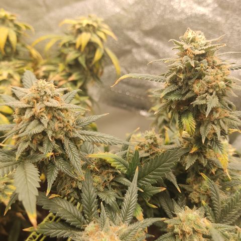 OG18 growlog timeline photo