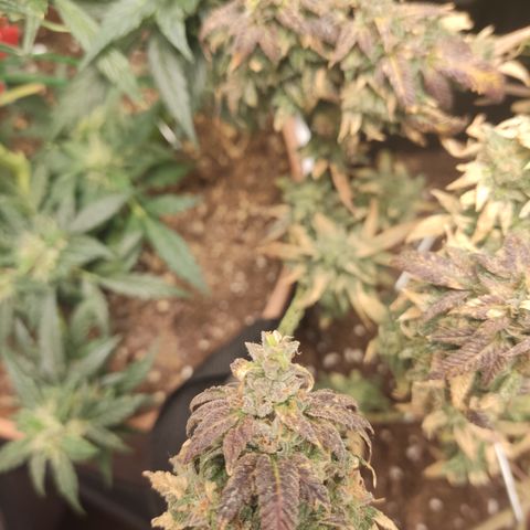 Watermelon Candy growlog timeline photo