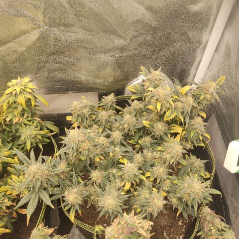 OG18 growlog timeline photo