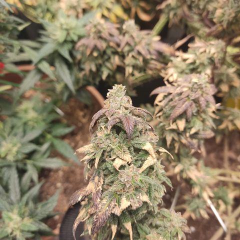 Watermelon Candy growlog timeline photo