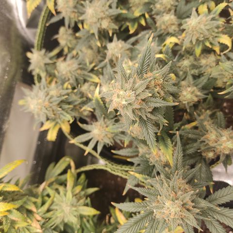 OG18 growlog timeline photo