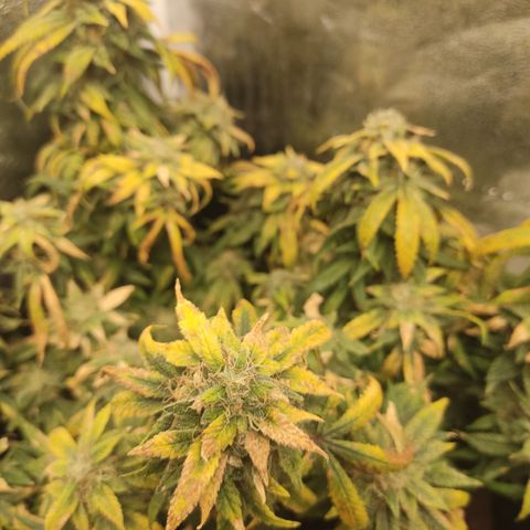 Big Bud growlog timeline photo