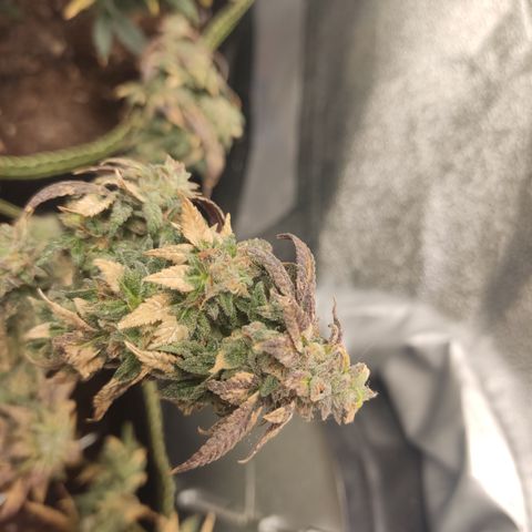 Watermelon Candy growlog timeline photo