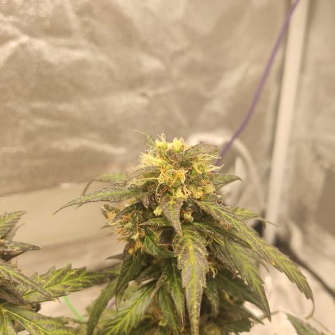 Apple Fritter Automatic growlog timeline photo