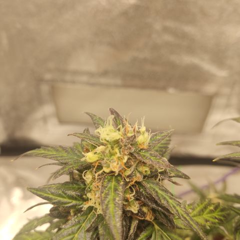 Apple Fritter Automatic growlog timeline photo