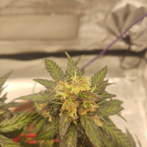 Apple Fritter Automatic growlog timeline photo