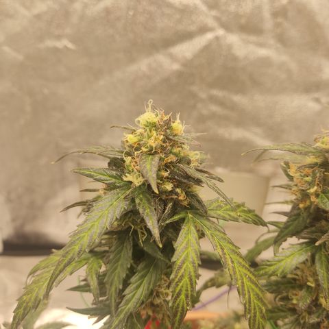 Apple Fritter Automatic growlog timeline photo