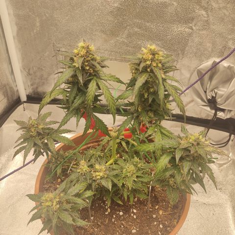 Apple Fritter Automatic growlog timeline photo